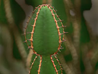 Euphorbia cooperi